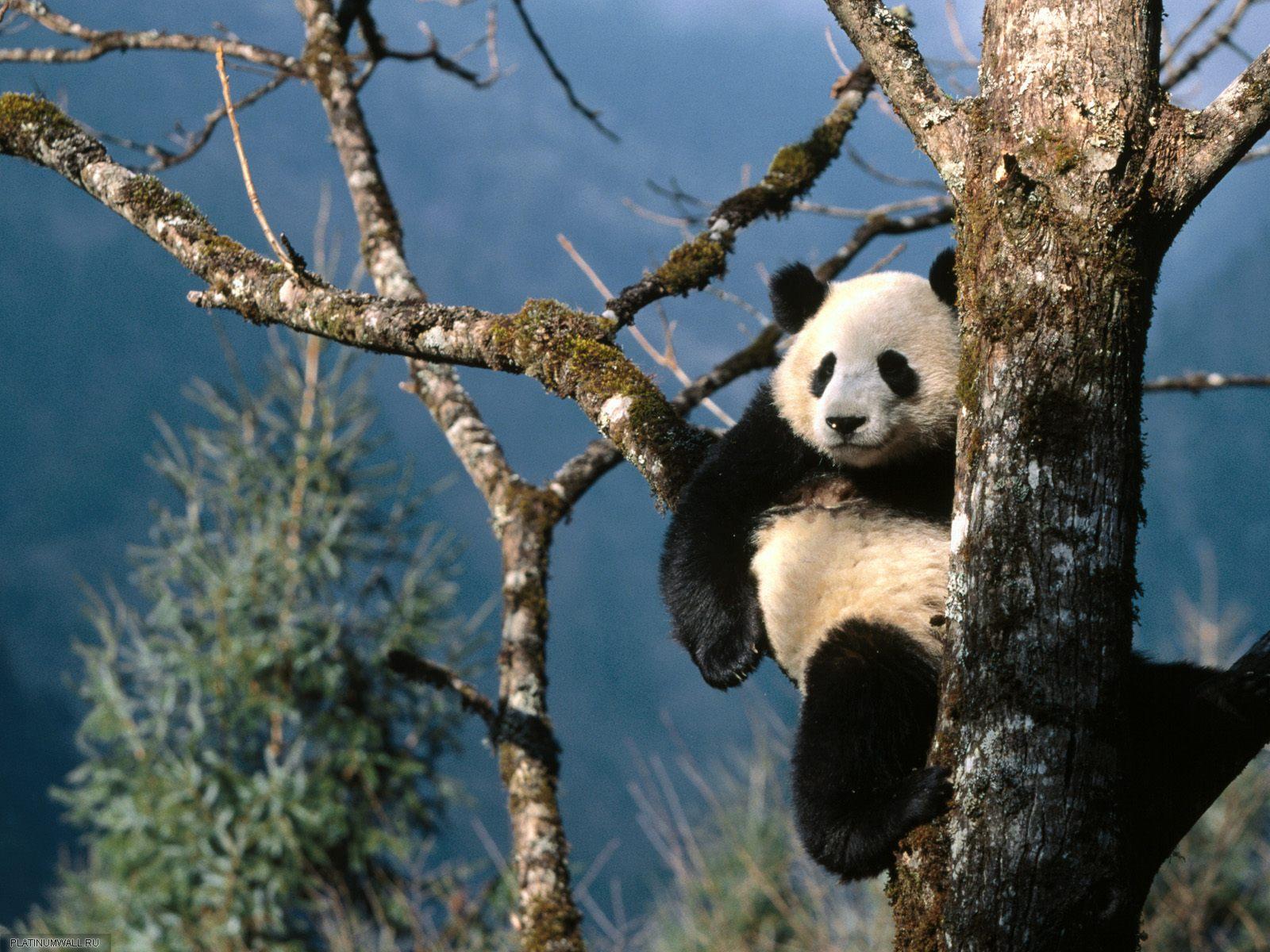 In Another Life, When Sun Are Panda) 