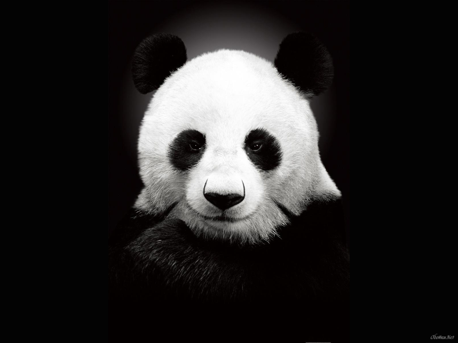 In Another Life, When Sun Are Panda) 