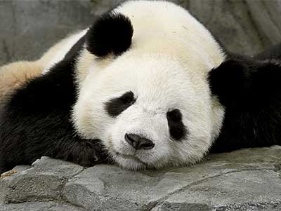 In Another Life, When Sun Are Panda) 