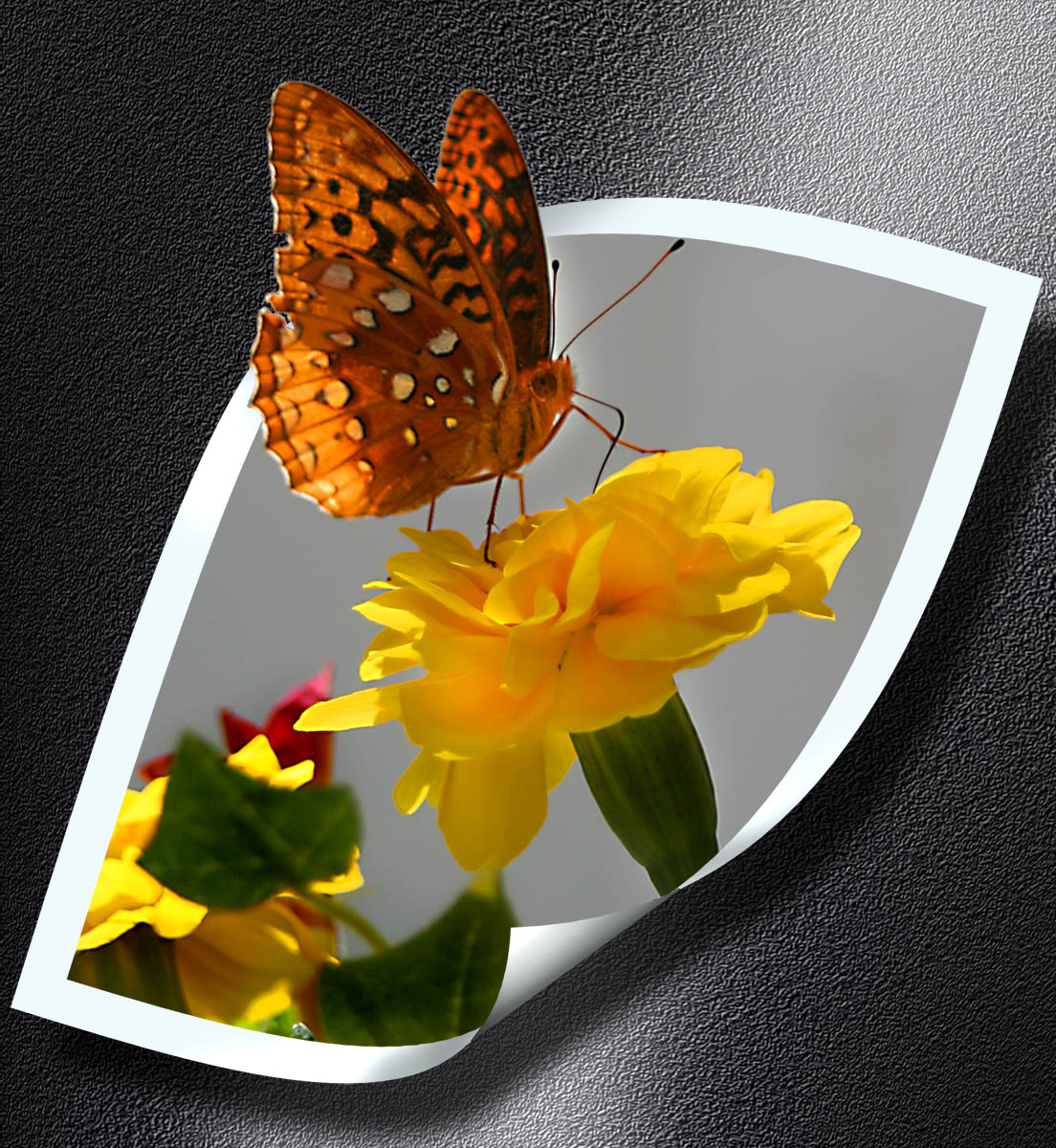 Поздравительные открытки с бабочками