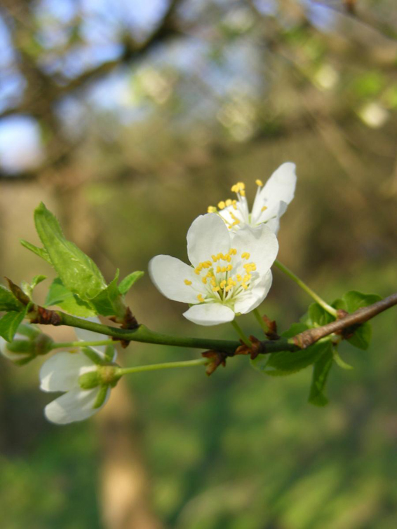 Spring mood - для всех весна разная, для кого то справа, а для кого то слева, радуемся!