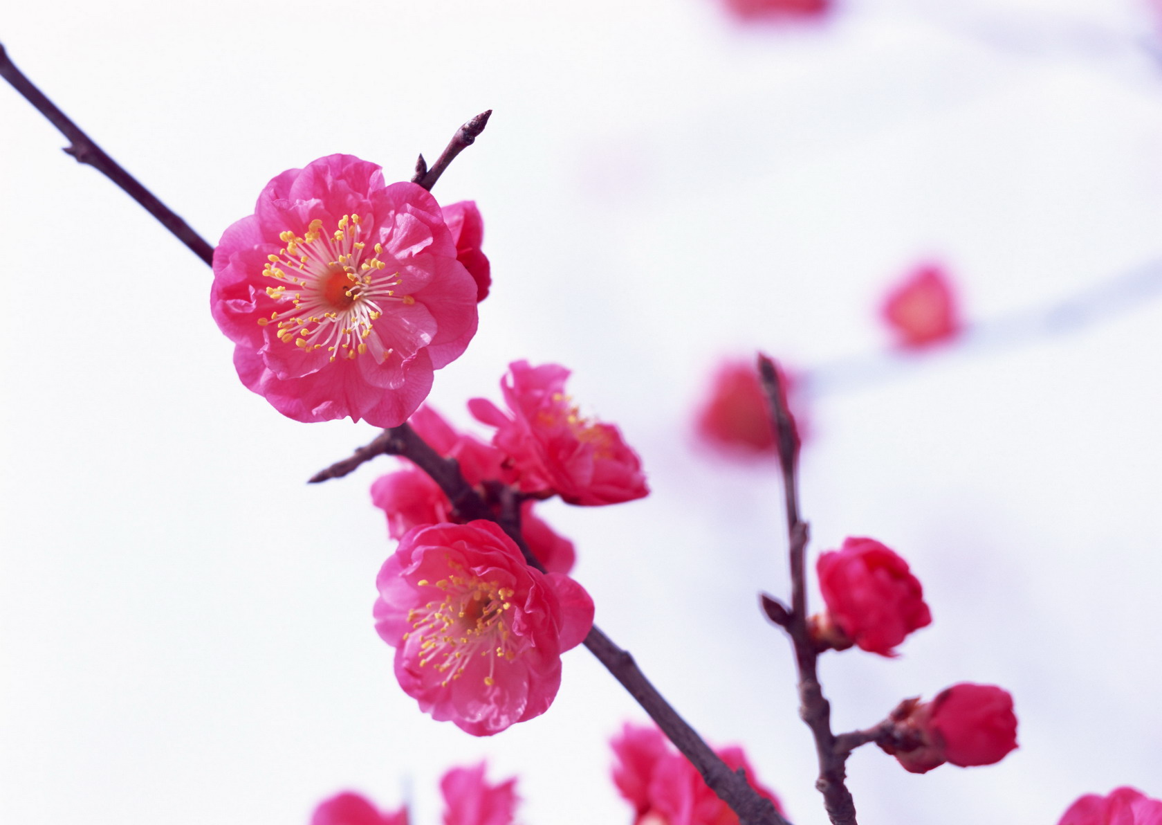 Plum blossom. Цветущее дерево. Цветение весной. Цветы 梅花. Цветок – цветы – 花.