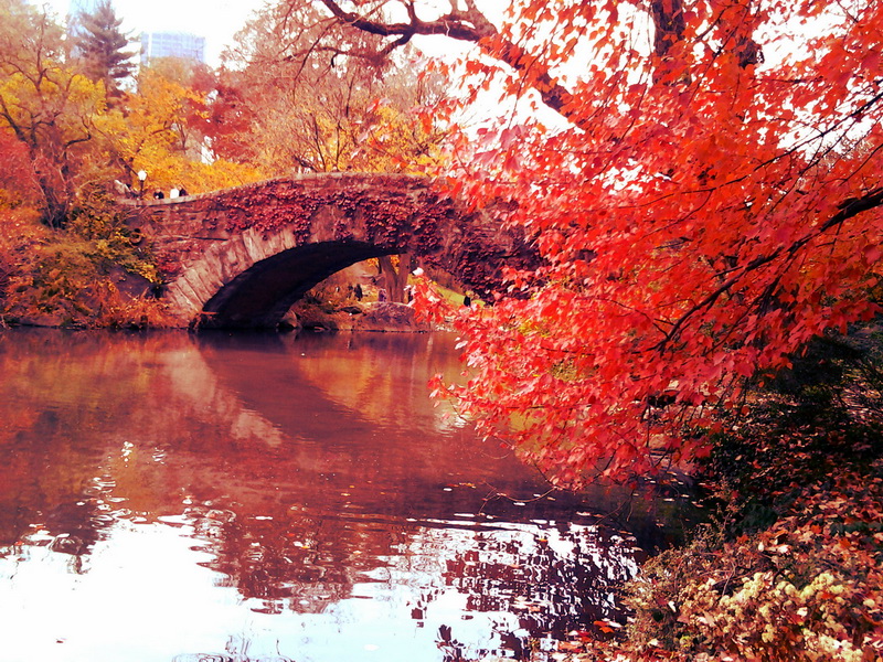 природа осень мост листья загрузить
