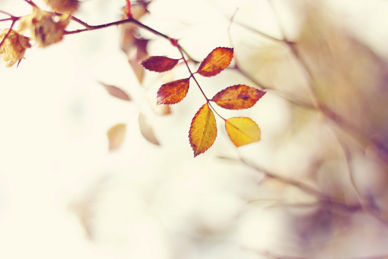 осень лист ветка природа загрузить