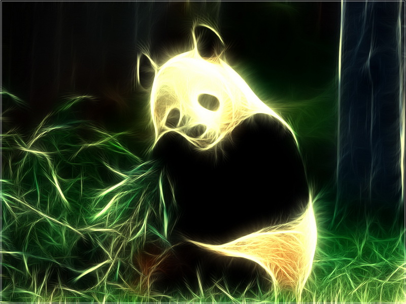 Panda